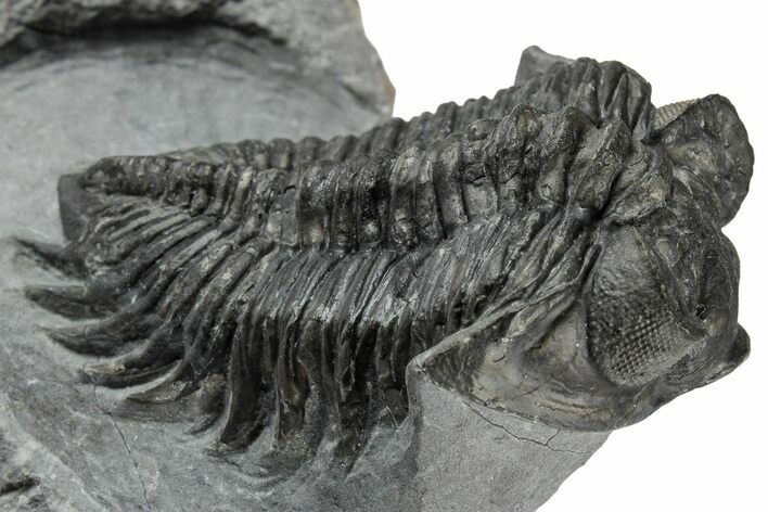 Bug-Eyed Coltraneia Trilobite Fossil - Ofaten, Morocco #354445